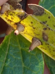 Celticecis aciculata