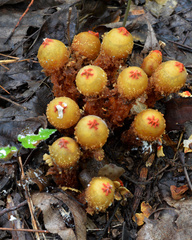Calostoma