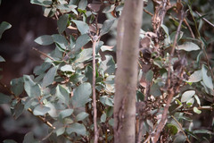 Fraxinus anomala