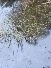Nerodia fasciata confluens