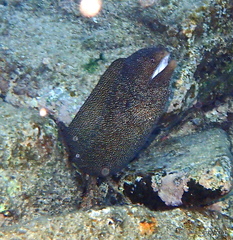 Gymnothorax meleagris