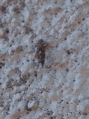 Nimbopsocus australis