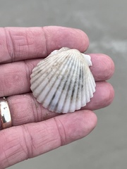 Argopecten irradians