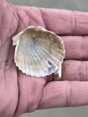 Argopecten irradians