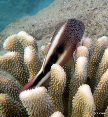 Paracirrhites forsteri