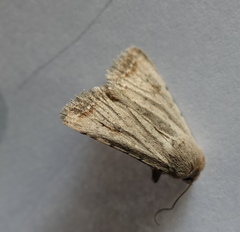 Caradrina montana
