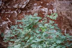 Aquilegia chrysantha