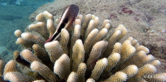 Pocillopora grandis