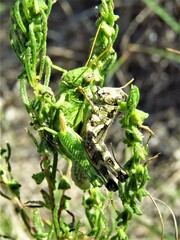 Campylacantha olivacea
