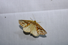 Caripeta piniata