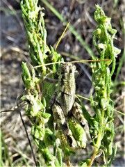 Campylacantha olivacea