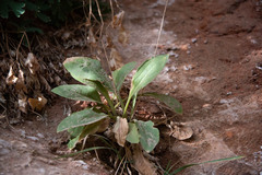 Primula pauciflora zionensis