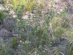 Correa reflexa reflexa