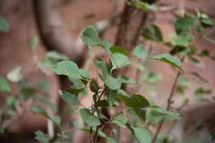 Fraxinus anomala