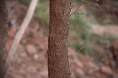 Fraxinus anomala