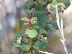 Correa reflexa reflexa