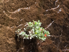 Erythranthe verbenacea