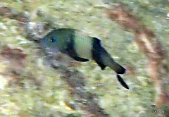 Parupeneus insularis