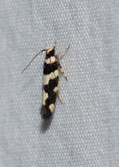 Macrobathra trithyra