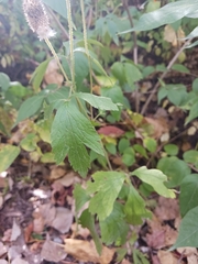 Anemone virginiana