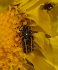 Astylus quadrilineatus