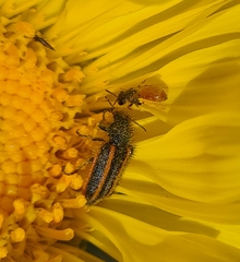 Astylus quadrilineatus