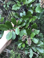 Pterophylla sylvicola