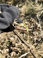 Strophostyles leiosperma