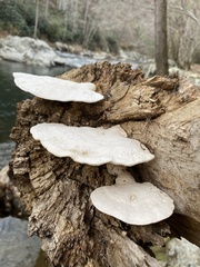 Trametes aesculi