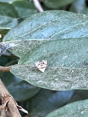 Choreutis emplecta