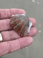 Argopecten irradians