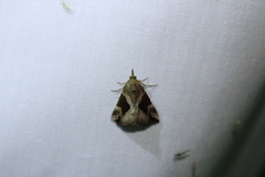 Hypena manalis