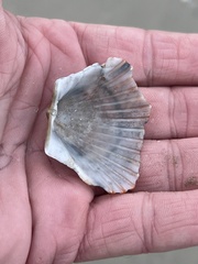 Argopecten irradians