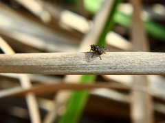 Anthomyia punctipennis