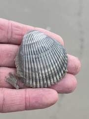 Dinocardium robustum