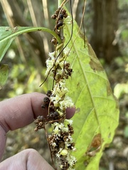 Cuscuta compacta