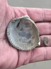 Dinocardium robustum