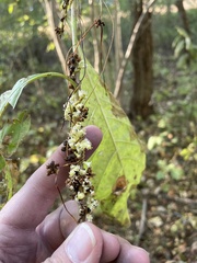 Cuscuta compacta