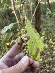 Cuscuta compacta