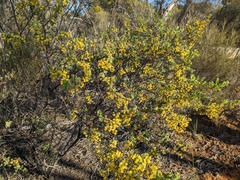Acacia brachybotrya