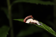 Eudryas unio