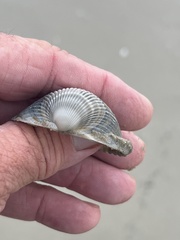 Dinocardium robustum