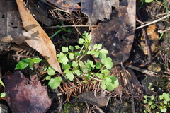 Cardamine occulta