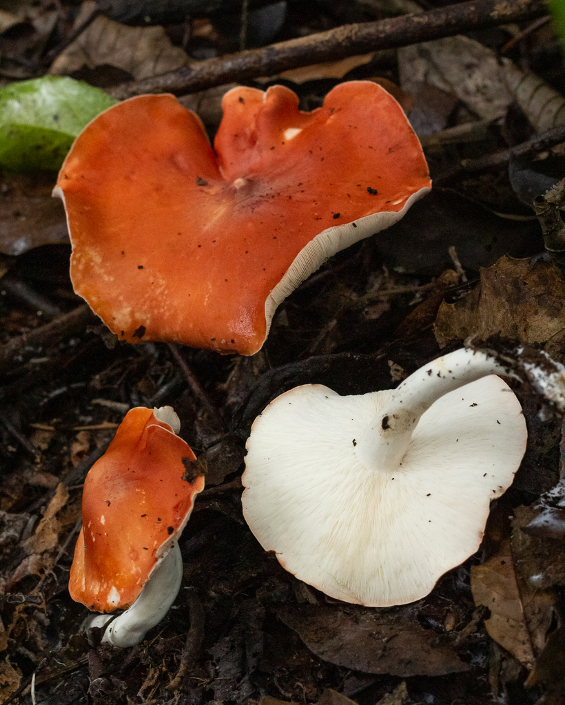 Leucopaxillus gracillimus · October 2022 · photo: © deniszabin (iNaturalist, cc-by)