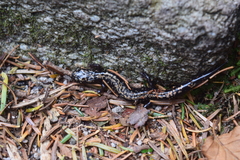 Plethodon welleri