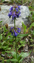 Penstemon procerus