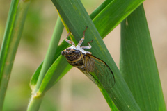 Diceroprocta viridifascia