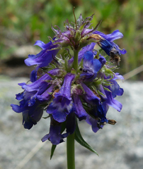 Penstemon procerus