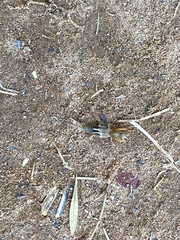Neocurtilla hexadactyla
