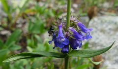 Penstemon procerus